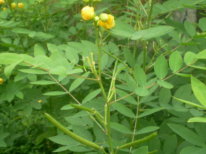 ��â�Ĺ�Ч���� ��â�ɳ�̵ֹ��