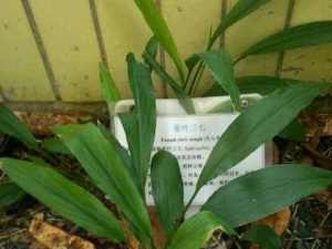 ��Ҷ���ߵĹ�Ч���� ��Ҷ�����ε�������