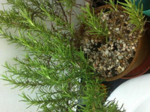 ��ζ�ݵĹ�Ч���� ��ζ���θλ�