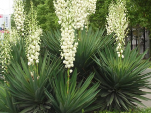 ����Ĺ�Ч���� ���������ɢ��