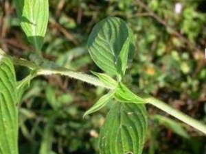 ���ݵĹ�Ч������ ���ݿ����Ƚⶾ