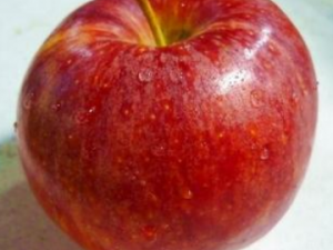 ��ƻ�����ƻ���� ��֪����ƻ���Ľ�����