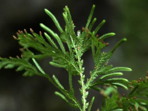 ���Ͼ��صĹ�Ч���� ���Ͼ������ڼ��Դ�Ⱦ�Ը���