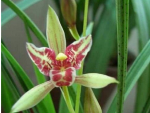 ����Ҷ����Щ��Ч ����Ҷ����������