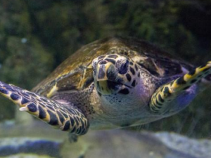 ���㵨�Ĺ�Ч���� ���㵨�κ���