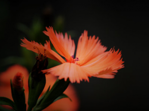 �����޸��Ĺ�Ч���� �����޸��ιؽڲ���