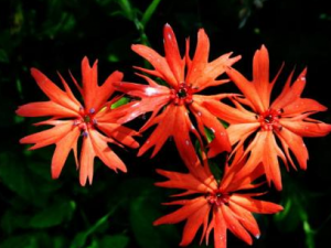 ����ɴ���Ĺ�Ч���� ����ɴ��ɢѪ�ε�������