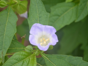 ���Ὤ�ӵĹ�Ч���� ���Ὤ���η�ʪ�Թؽ���