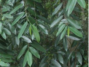 ��ȵ�����Ĺ�Ч���� ��ȵ��������������Ѫ