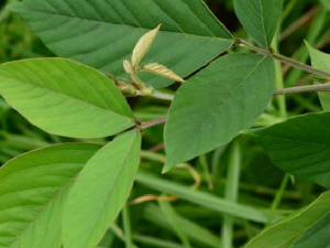 ��ľ���Ĺ�Ч���� ��ľ���η�ʪ��ʹ