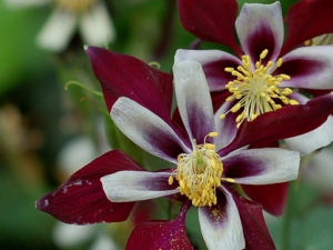 ���ﶷ�˵Ĺ�Ч���� ���ﶷ��ֹʹֹѪ�ε�������