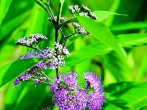 ��β����Ĺ�Ч���� ��β����η�ʪ��ʹ