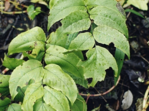 ������ڵĹ�Ч���� ������ڻ�Ѫ��ˮ�ξ��ܰͽ��