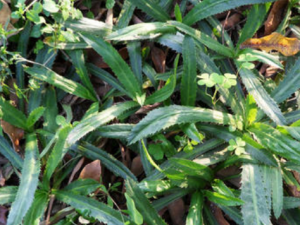 ��ܾ��Ĺ�Ч���� ��ܾ��������θ�θ���