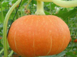 ������ʳ��ʽ������� ������ʳ����