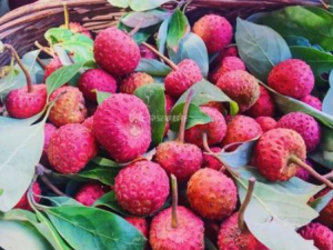 ����֦������Щ���� ����֦����ҸӸ