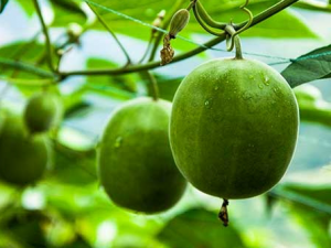 �ٿ�ϵĹ�Ч���� �ٿ����Ѫ����ȥ����