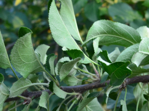 ����Ҷ�Ĺ�Ч���� ����Ҷ�ε�����ʹ