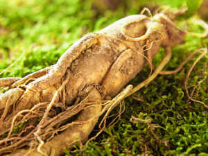 �˲ε���ʳ���� ���ʳ���˲���Ӫ��