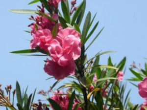 �����ҵĹ�Ч���� �������ε���������ʹ