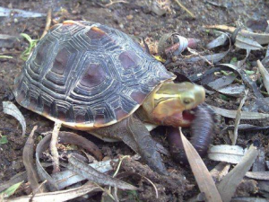 ���߹���Ĺ�Ч���� ���߹�������������