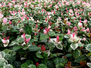 ��Ҷ�Ĺ�Ч���� ��Ҷ��������������Ѫ