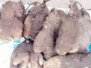 �ٴ����Ĺ�Ч���� �ٴ������Ƚⶾ�������׶�