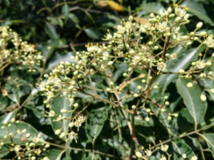 �ٲ����Ĺ�Ч���� �ٲ�������ֹʹ������