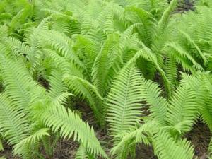 �Թ�ާ���ڵĹ�Ч���� �Թ�ާ���������ͳ没