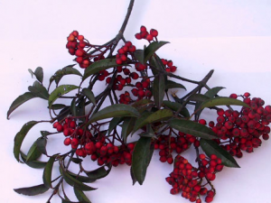 Ҷʯ骵ĹЧ ҶʯС㲻