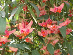 ��˿��ì���Ĺ�Ч���� ��˿��ì�����Ƚⶾ����������