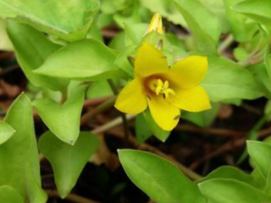 ���ٹ�·�ƵĹ�Ч���� ���ٹ�·��������ʪ������