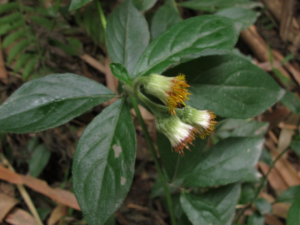 ����ݵĹ�Ч���� �������Ŀ����ʹ