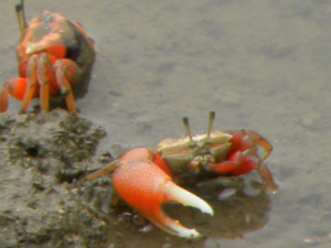 �������Щ��Ч���� �����Ӹ�״���ʪѢ����