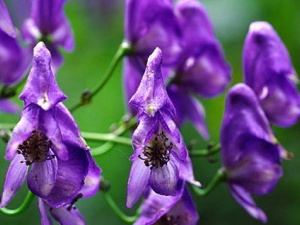 �����ڵĹ�Ч���� �������η纮ʪ���з�̱��