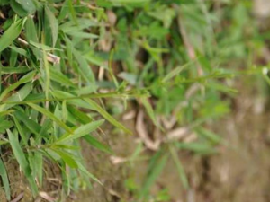 ����ݸ�����Щ��Ч ����ݸ��μ���������