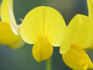 ����������Щ��Ч���� ����������ֹ�ʳ�����