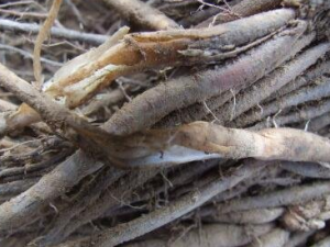 ����׮�Ĺ�Ч���� ����׮������Ƥ��