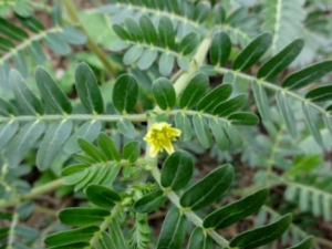 ��޼��Ĺ�Ч���� ��޼����Ӹ�׽�Ѣ