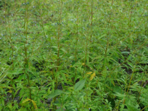 ����Ĺ�Ч���� ������С������