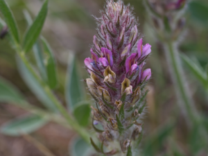 �������Ĺ�Ч���� ���������Ƚⶾ��ͺ��