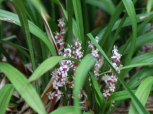 ����ݵĹ�Ч���� ������θ�Ů�ɲ�