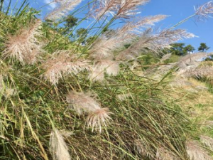 ��é�Ĺ�Ч���� ��é�ε�������