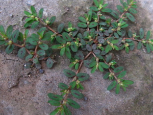 �ߵؽ��Ĺ�Ч���� �ߵؽ���С�����