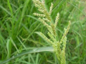 �޸���Ĺ�Ч���� �޸������ƽ𴯼������Ѫ