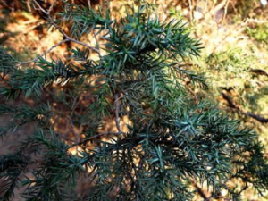 ��֬�Ĺ�Ч���� ��֬�����Ѣ