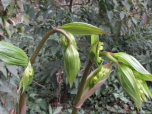 ��β��Ĺ�Ч���� ��β���γ�����Ѫ