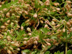 ���ڵĹ�Ч���� ���������ʪ�η�ʪ���