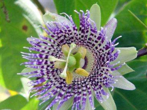 ���Ҷ�Ĺ�Ч���� ���Ҷ�η�ʪ�Թؽ���