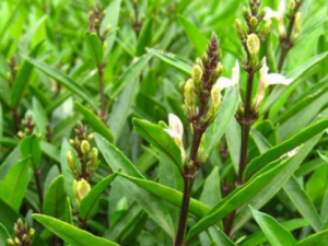 ���ǵ��Ĺ�Ч���� ���ǵ��ε���Ť��